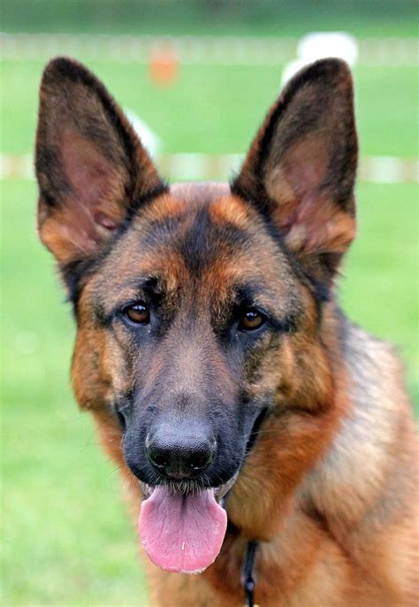 Black German Shepherd Dog Portrait Beauty Consists Of Pikist