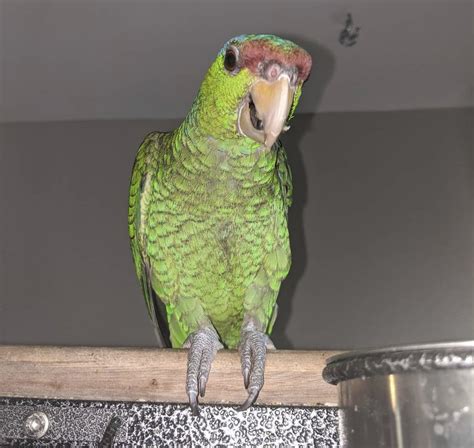 Lilac Crowned Amazon Parrot For Sale Top Parrot Breeders Usa