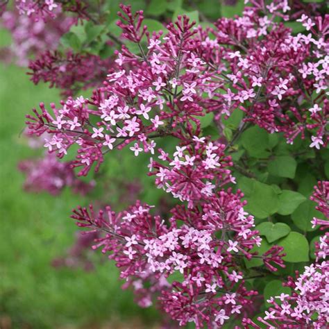 Bloomerang Dark Purple Syringa Plants For Sale Lilac