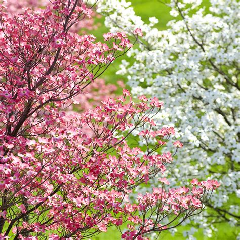 Flowering Trees Tennessee Pictures Newport Flowering Plum Information