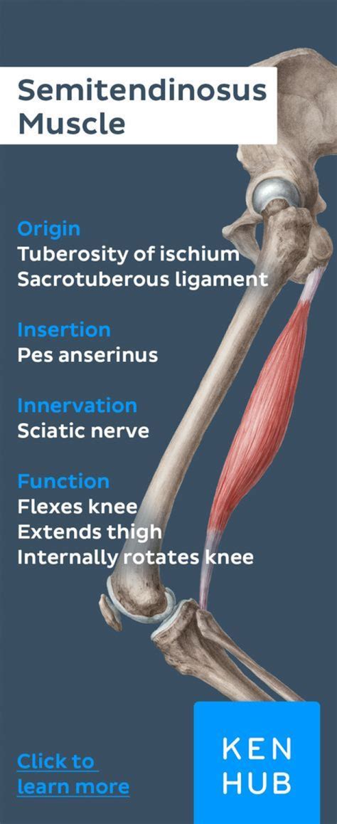 They originate from the bony pelvis and are attached to the proximal portion of the femur (upper leg bone). Pin on Psoas Exercises