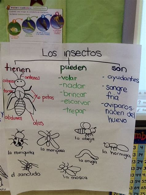 Animal Classification Anchor Chart Insects Elementary Science Science