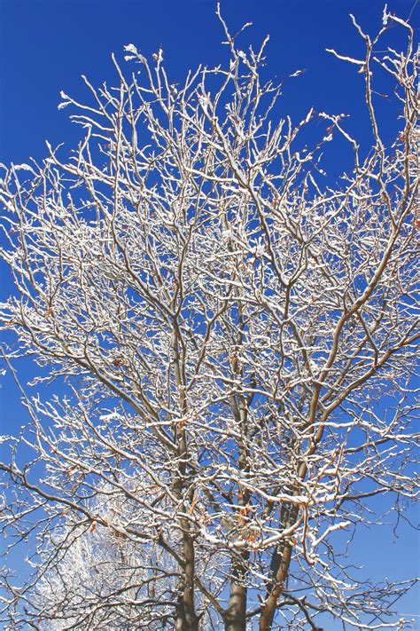 Snow Coated Winter Tree Branches Picture Free Photograph