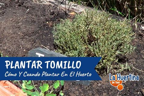 Plantar Tomillo En El Huerto Cómo Y Por qué La Huertina De Toni