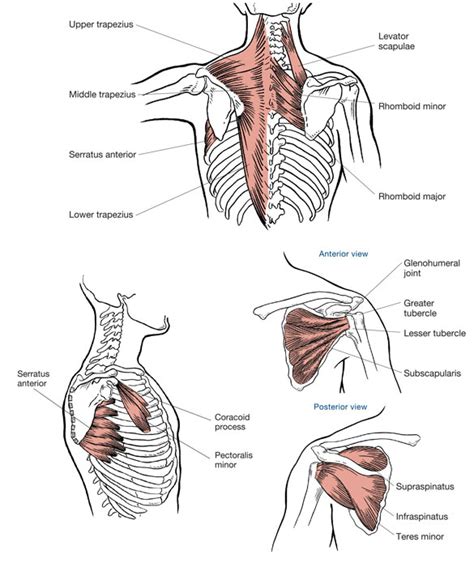 ACE - ProSource™: July 2016 - Functional Anatomy Series: The Shoulders