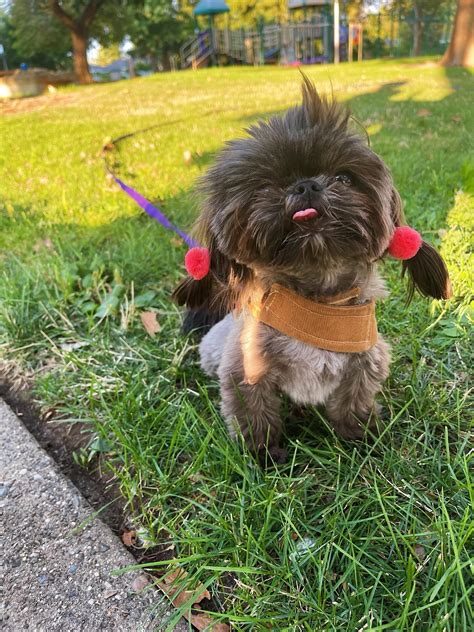 Hi i is Kimchi. Am spicy. Am dog. Am not cabbage. But understand if u