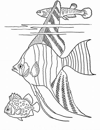 Coloring Adult Printable Fish Tropical Fairy Graphics