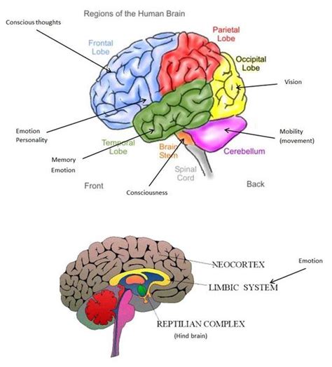 The primary control center for the body and is composed of the brain and spinal cord. The Central Nervous System | Angelo's Science Portfolio