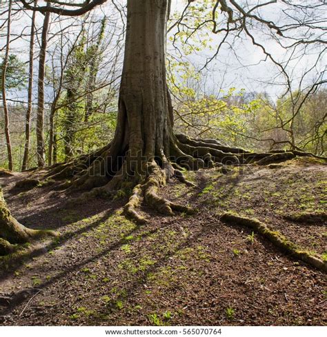 Old Oak Tree Roots Stock Photo Edit Now 565070764