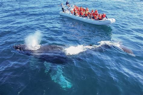 8 Great Places To Go Whale Watching Travel Channel Blog Roam Travel Channel