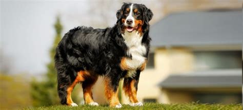Bernese Mountain Dog Info Temperament Puppies And Pictures