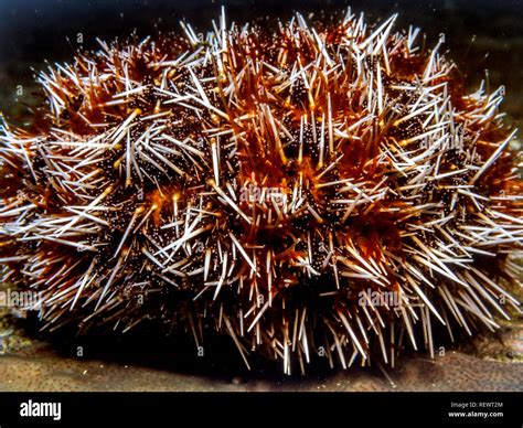 Sea Urchins Globular Animals Echinoderms In The Class Echinoidea Stock