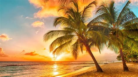 Sunset Over The Sea On A Caribbean Island Of Barbados View At Palms On