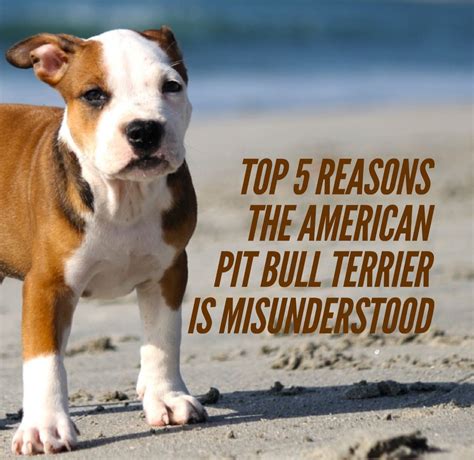 Top 5 Reasons Pit Bulls Are Misunderstood Pitbulls Pitbull Terrier