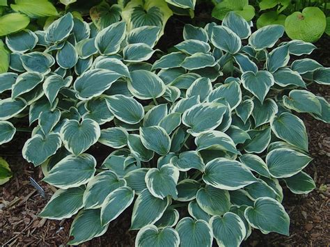 Hosta Of The Year Archives Knechts Nurseries And Landscaping