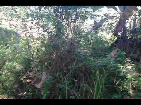 Ternak burung ciblek kristal sarang ciblek kristal komunitas burung sekedar buat hiburan mengisi waktu biar tidak jenuh hehe. Sarang burung ciblek gunung bayat klaten - YouTube