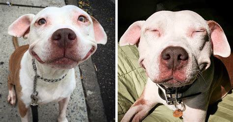 Stray Pit Bull Cant Stop Smiling After He Was Rescued From Street