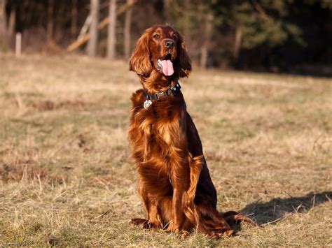 80 Original Female Irish Setter Names - The Modern Bark | Dog Training Tips