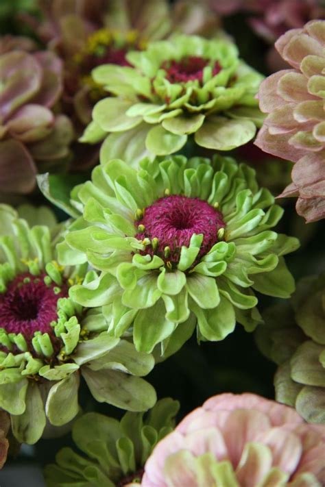With blooms in various shades of scarlet, pink, yellow, orange, and white, this z. Pin on Flowers