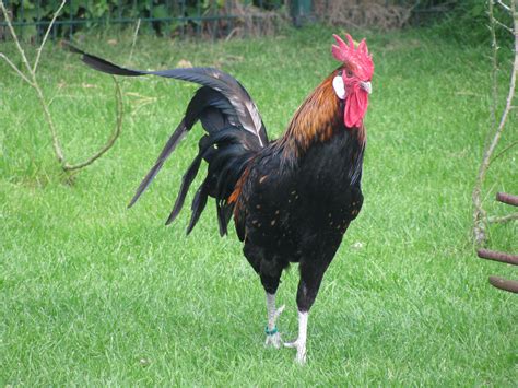 We did not find results for: List of German chicken breeds - Wikiwand