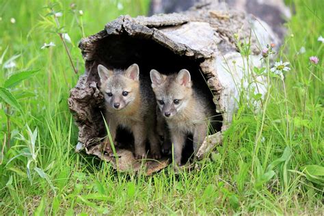 Sas Common Critters San Antonios Gray Foxes Becoming More Visible