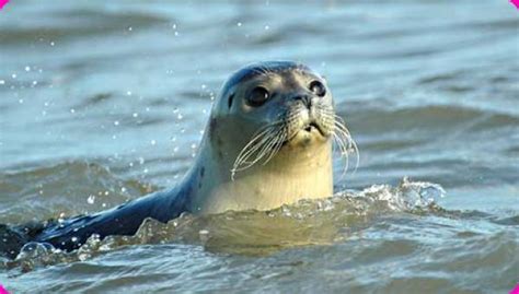 Met de vraag hoe worden we gelukkig wordt door middel van beelden naar verwachtingspatronen van. 1001 Gedichten & Gedichtjes - Gedicht 'Zeehond' door djdick