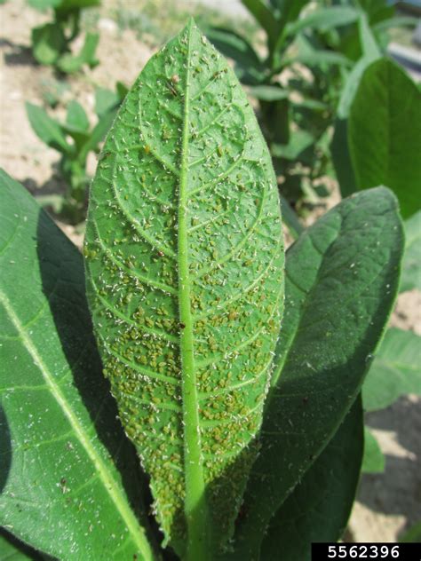 We did not find results for: green peach aphid (Myzus persicae ) on cultivated tobacco ...