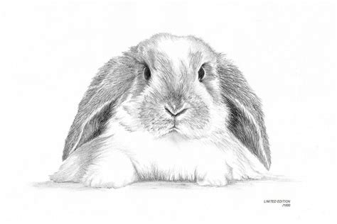 Lop Eared Rabbit Bunny No1 Art Drawing Prints A4a3 Size Etsy Uk