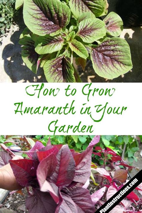 How To Grow Amaranth Amaranth Plant Amaranth Planting Herbs Indoors