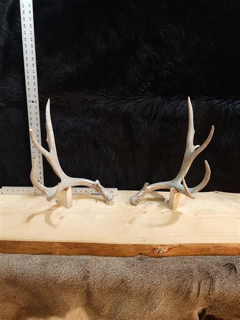 Mule Deer Shed Antlers Huge Matched Set Etsy