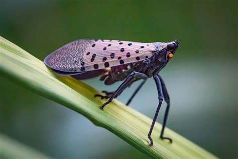 The Invasive Spotted Lanternfly A New Honey Bee Pest Backyard Beekeeping