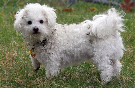The smallest dog breeds include the: Small Dogs That Don T Shed Hair Hairsstyles Co | Dog ...