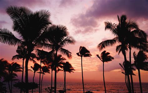 Kihei Beach And Palm Trees Wallpaper Photos