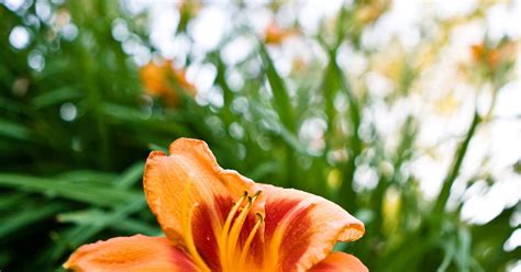 The shade they provide gives shelter to fish from predators (you therefore, we recommend cutting them back to about 6 inches above the root ball in late fall. How do you cut back asiatic lilies? | eHow UK