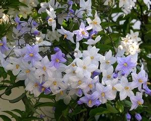 I fiori profumati fioriscono abbondantemente in primavera e in autunno con rinascita più leggera per tutta la. SOLANIUM JASMINOIDES - RAMPICANTE E RICADENTE