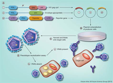 Current progress with serological assays for exotic emerging/re-emerging viruses | Future Virology