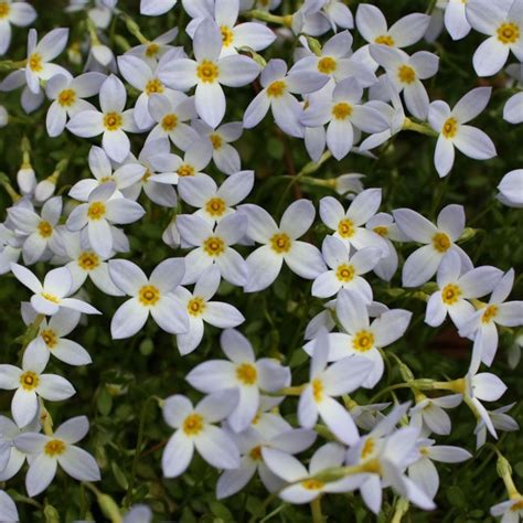 Collection 91 Pictures Small White Flowers With Yellow Center Superb