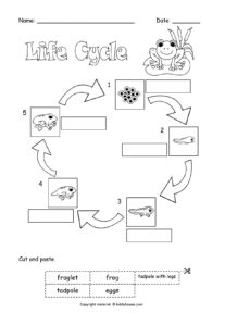 The first worksheet is a life cycle of a frog cut and paste activity. Life Cycle of a Frog Cut and Paste to Label | kiddyhouse.com