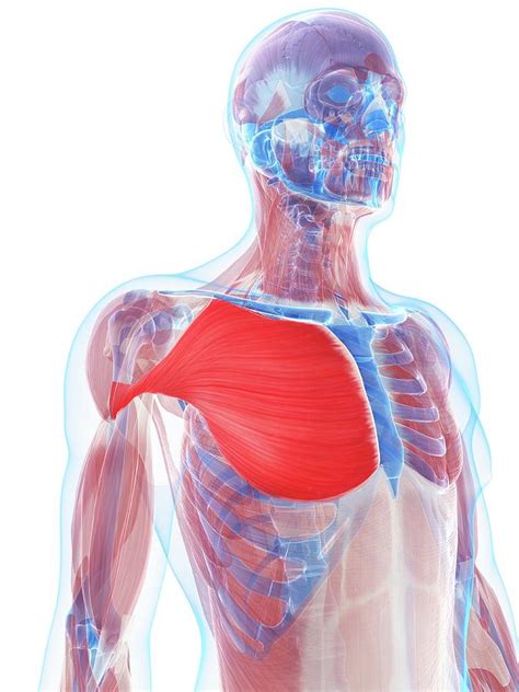 It's a broad, powerful muscle and the the name pectoralis major describes the general location of this muscle. Pectoralis Major Muscle Photograph by Sciepro/science ...