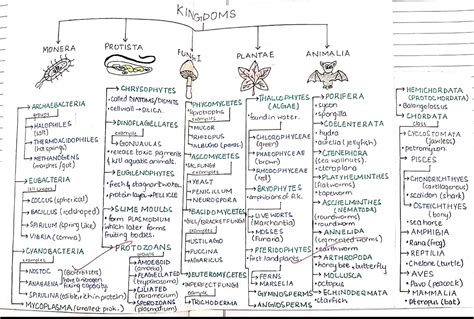 Kingdom Animalia Notes With Mindmap