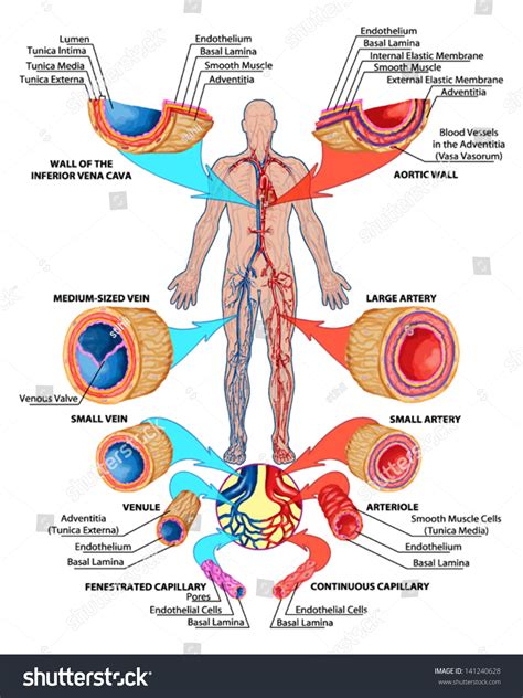 Circulation Of Blood In Human