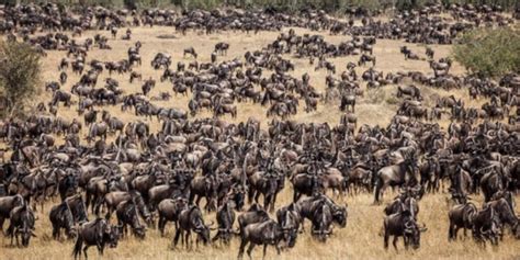 Savanna Animals 15 Iconic Animals To Spot On Safari ️