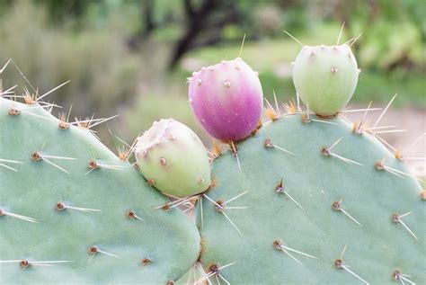 Every august and september, fruit buds from the cactus are harvested to produce a slightly sweet tasting. Content | My Millennial Kitchen