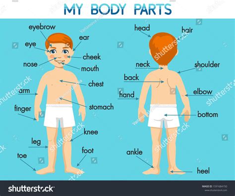 Boy Unclothed Body Parts Anatomy English Vector De Stock Libre De