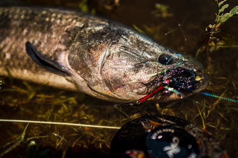7 Things You Never Knew About The Wolf Fish Flylords Mag