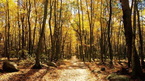 Download Wallpaper 1600x900 Forest Autumn Trees Trail Foliage