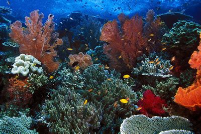 Blogganeh: Pemandangan Bawah Laut yang Indah