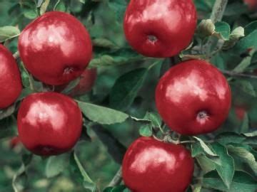 Apples familiar varieties of apples such as fuji and red delicious can be grown on ultra dwarf rootstock. Starkspur® Winesap Apple from Stark Bro's | Dwarf fruit ...