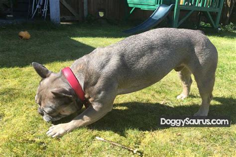 Jun 15, 2021 · michael packard, 56, a commercial lobster diver from cape cod, has the most incredible story to share. Why Do Dogs Eat Sticks (& Throw Up)? + How to Stop