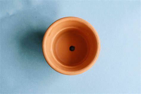 Are terra cotta pots good for growing orchids? How to Grow Garlic Indoors